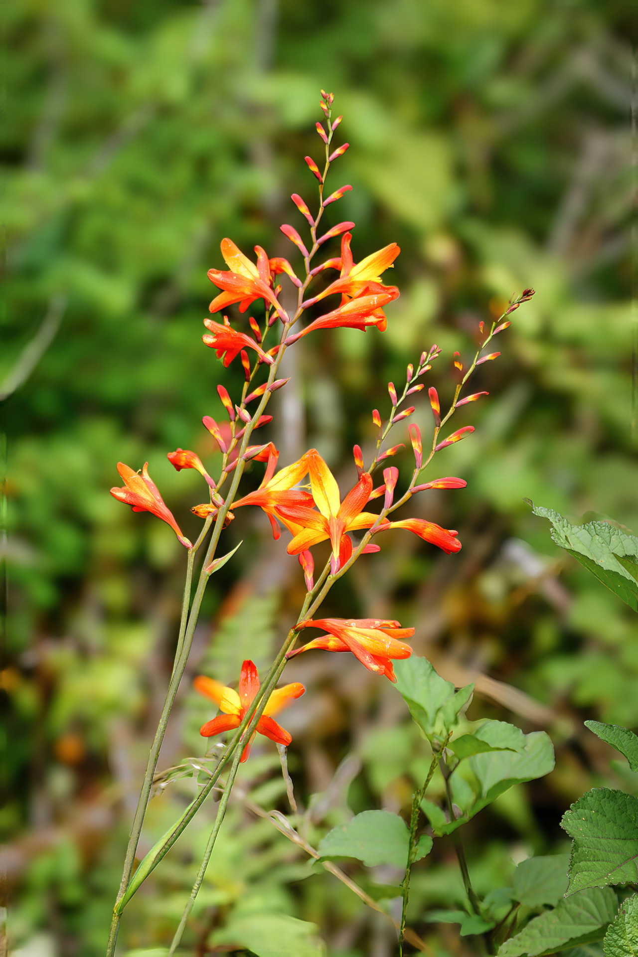Wärme und hohe Luftfeuchtigkeit führen zu einer üppigen Flora: Garten-Montbretie (Crocosmia × crocosmiiflora)
